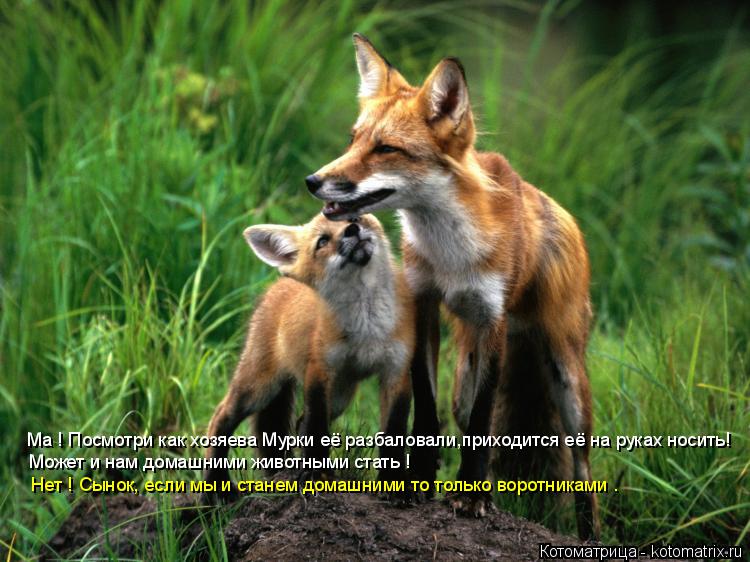 Ма ! Посмотри как хозяева Мурки её разбаловали,приходится её на руках носить! Может и нам домашними ж... Котоматрица: Ма ! Посмотри как хозяева Мурки её разбаловали,приходится её на руках носить! Может и нам домашними животными стать ! Нет ! Сынок, если мы и ст