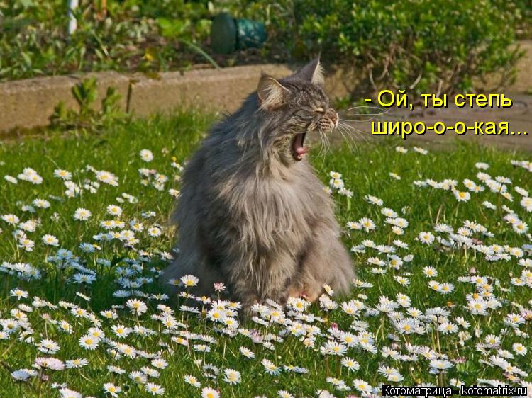 - Ой, ты степь широ-о-о-кая...... Котоматрица: - Ой, ты степь широ-о-о-кая...