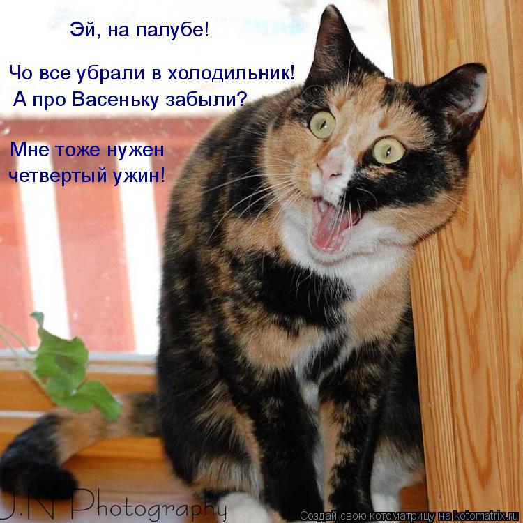 Эй, на палубе! А про Васеньку забыли? Чо все убрали в холодильник! Мне тоже нужен четвертый ужин!... Котоматрица: Эй, на палубе! А про Васеньку забыли? Чо все убрали в холодильник! Мне тоже нужен четвертый ужин!