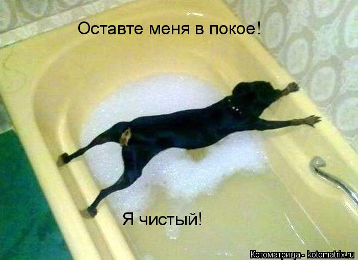 Котоматрица: Оставте меня в покое! Я чистый!