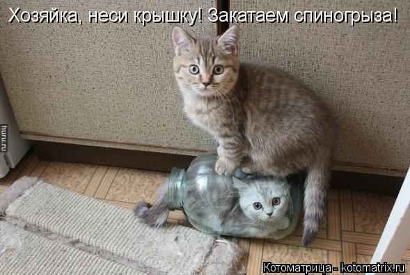 Хозяйка, неси крышку! Закатаем спиногрыза!... Котоматрица: Хозяйка, неси крышку! Закатаем спиногрыза!