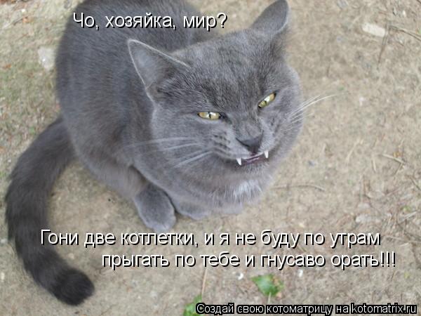 Чо, хозяйка, мир? Гони две котлетки, и я не буду по утрам прыгать по тебе и гнусаво орать!!!... Котоматрица: Чо, хозяйка, мир? Гони две котлетки, и я не буду по утрам прыгать по тебе и гнусаво орать!!!