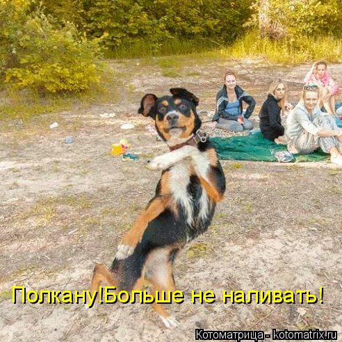 Котоматрица: Полкану!Больше не наливать!