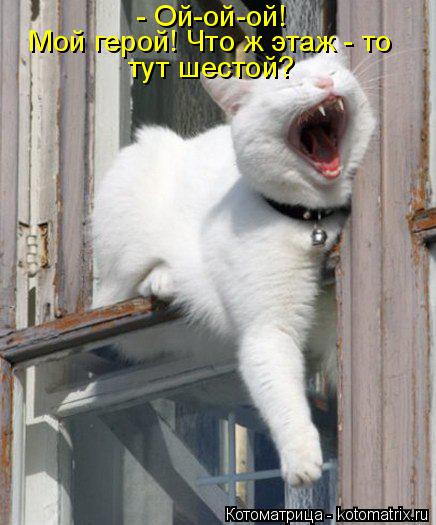 - Ой-ой-ой! Мой герой! Что ж этаж - то тут шестой?... Котоматрица: - Ой-ой-ой! Мой герой! Что ж этаж - то тут шестой?