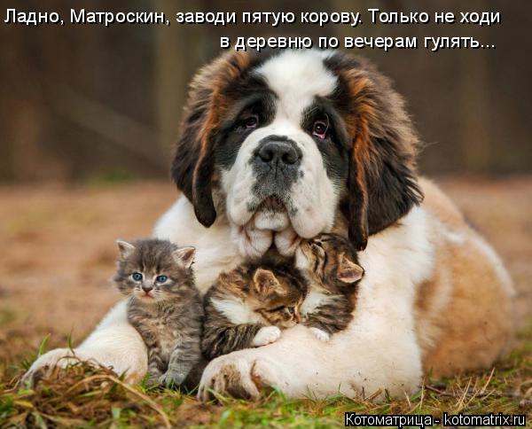 Котоматрица: Ладно, Матроскин, заводи пятую корову. Только не ходи  в деревню по вечерам гулять...