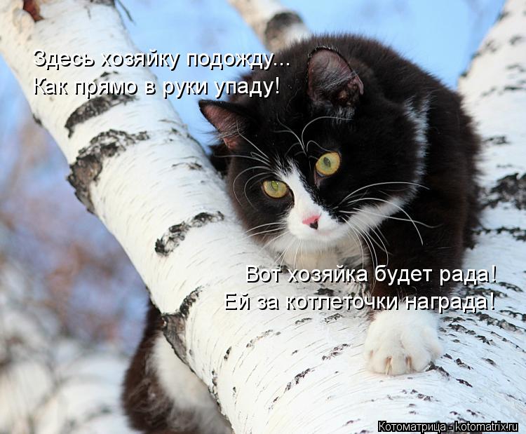 Котоматрица: Здесь хозяйку подожду... Как прямо в руки упаду! Вот хозяйка будет рада! Ей за котлеточки награда!