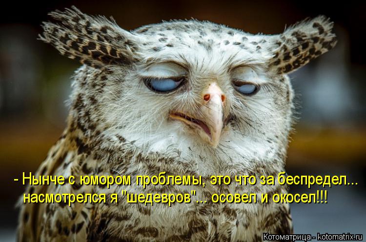 Котоматрица: - Нынче с юмором проблемы, это что за беспредел... насмотрелся я "шедевров"... осовел и окосел!!!