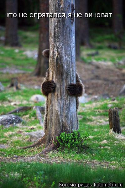 кто не спрятался,я не виноват... Котоматрица: кто не спрятался,я не виноват