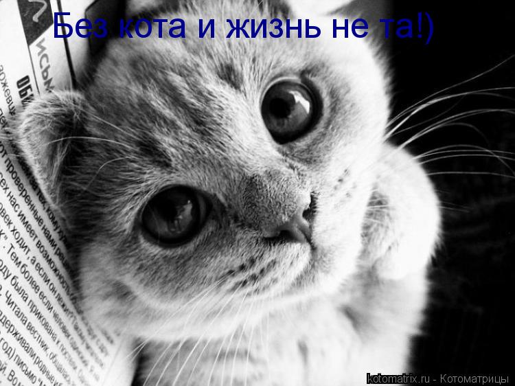 Без кота и жизнь не та!)... Котоматрица: Без кота и жизнь не та!)
