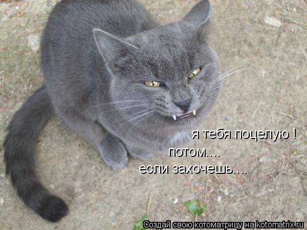 я тебя поцелую ! потом.... если захочешь....... Котоматрица: я тебя поцелую ! потом.... если захочешь....