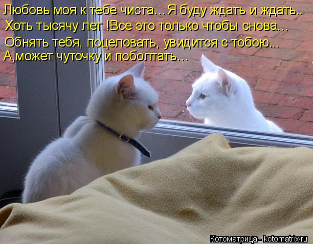 Любовь моя к тебе чиста…Я буду ждать и ждать.. Хоть тысячу лет !Все это только чтобы снова… Обнять те... Котоматрица: Любовь моя к тебе чиста…Я буду ждать и ждать.. Хоть тысячу лет !Все это только чтобы снова… Обнять тебя, поцеловать, увидится с тобою... А,мож