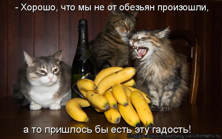 - Хорошо, что мы не от обезьян произошли, а то пришлось бы есть эту гадость!... Котоматрица: - Хорошо, что мы не от обезьян произошли, а то пришлось бы есть эту гадость!