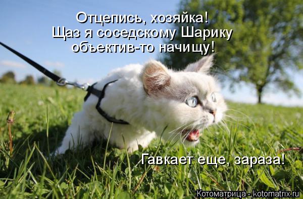 Отцепись, хозяйка! Щаз я соседскому Шарику объектив-то начищу! Гавкает еще, зараза!... Котоматрица: Отцепись, хозяйка! Щаз я соседскому Шарику объектив-то начищу! Гавкает еще, зараза!