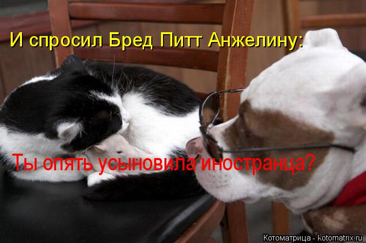 И спросил Бред Питт Анжелину: Ты опять усыновила иностранца?... Котоматрица: И спросил Бред Питт Анжелину: Ты опять усыновила иностранца?