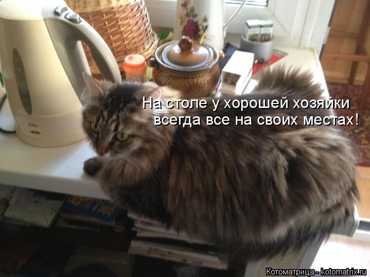 Котоматрица: всегда все на своих местах! На столе у хорошей хозяйки