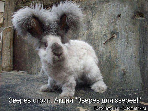 Зверев стриг...Акция "Зверев для зверев!"... Котоматрица: Зверев стриг...Акция "Зверев для зверев!"