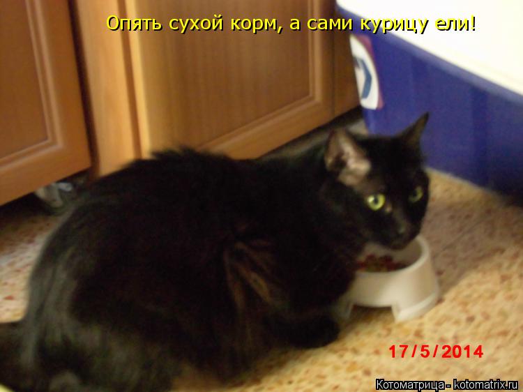 Опять сухой корм, а сами курицу ели!... Котоматрица: Опять сухой корм, а сами курицу ели!