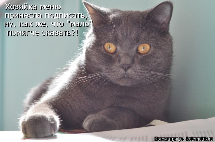Котоматрица: Хозяйка меню  принесла подписать, ну, как же, что "мало" помягче сказать?!
