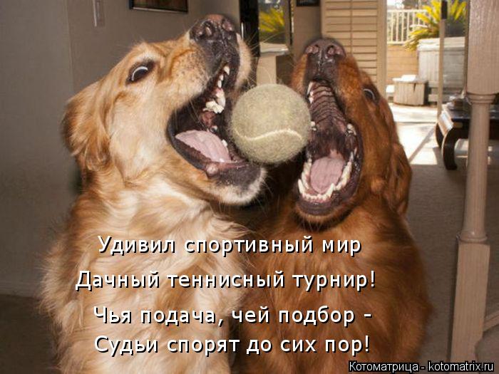 Котоматрица: Удивил спортивный мир  Дачный теннисный турнир! Чья подача, чей подбор - Судьи спорят до сих пор!
