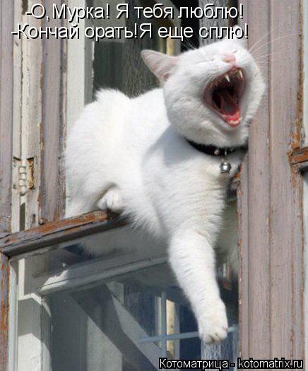 -О,Мурка! Я тебя люблю! -Кончай орать!Я еще сплю!... Котоматрица: -О,Мурка! Я тебя люблю! -Кончай орать!Я еще сплю!