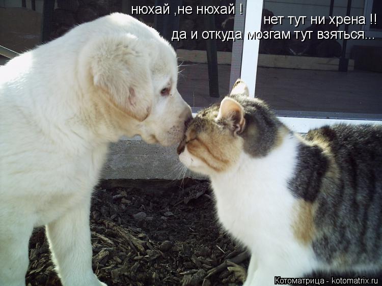 нюхай ,не нюхай ! нет тут ни хрена !! да и откуда мозгам тут взяться...... Котоматрица: нюхай ,не нюхай ! нет тут ни хрена !! да и откуда мозгам тут взяться...