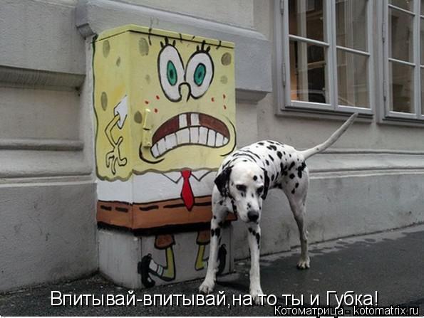 Впитывай-впитывай,на то ты и Губка!... Котоматрица: Впитывай-впитывай,на то ты и Губка!