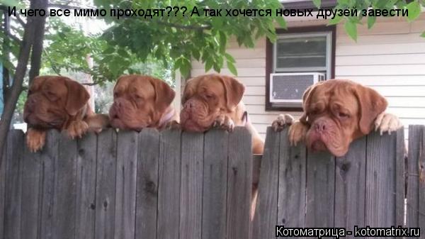 Котоматрица: И чего все мимо проходят??? А так хочется новых друзей завести