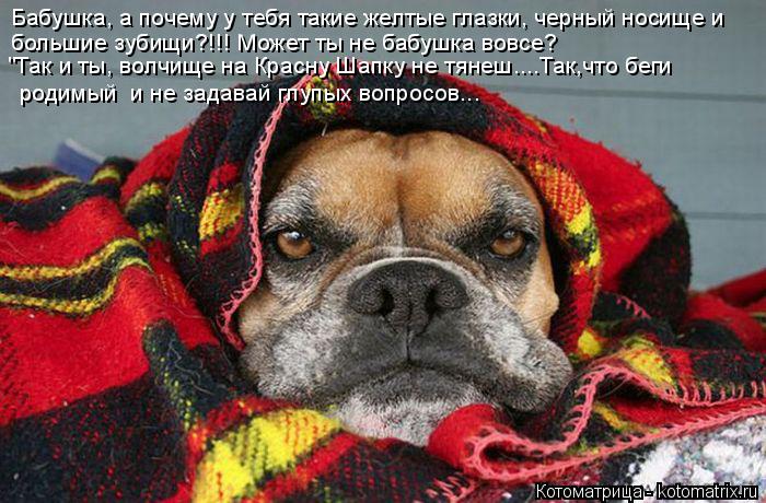 Котоматрица: Бабушка, а почему у тебя такие желтые глазки, черный носище и  большие зубищи?!!! Может ты не бабушка вовсе? "Так и ты, волчище на Красну Шапку н
