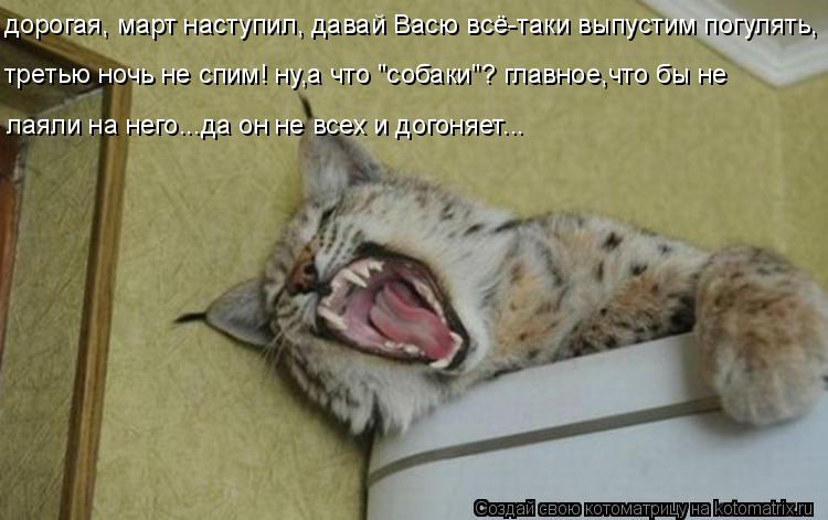 Котоматрица: дорогая, март наступил, давай Васю всё-таки выпустим погулять, третью ночь не спим! ну,а что "собаки"? главное,что бы не лаяли на него...да он не