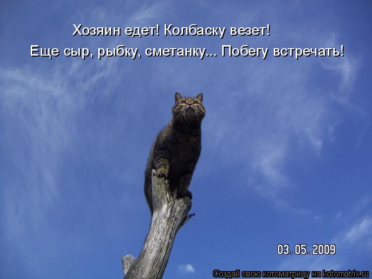 Котоматрица: Хозяин едет! Колбаску везет! Еще сыр, рыбку, сметанку... Побегу встречать!