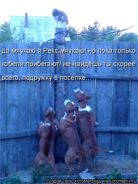 да мяукаю я,Рекс,мяукаю! но пока только кобели прибегают! не найдёшь ты,скорее всего, подружку в посё... Котоматрица: да мяукаю я,Рекс,мяукаю! но пока только кобели прибегают! не найдёшь ты,скорее всего, подружку в посёлке...