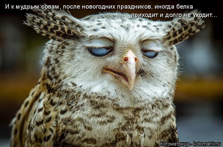 И к мудрым совам, после новогодних праздников, иногда белка приходит и долго не уходит...... Котоматрица: И к мудрым совам, после новогодних праздников, иногда белка приходит и долго не уходит...