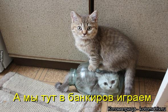 Котоматрица: А мы тут в банкиров играем