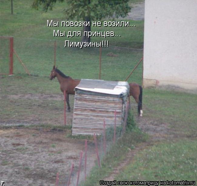 Котоматрица: Лимузины!!! Мы повозки не возили... Мы для принцев...