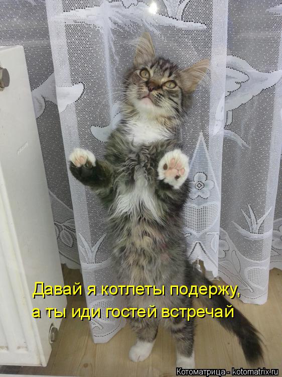 Давай я котлеты подержу, а ты иди гостей встречай... Котоматрица: Давай я котлеты подержу, а ты иди гостей встречай