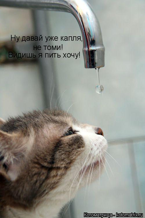 Котоматрица: Ну давай уже капля, не томи! Видишь я пить хочу!