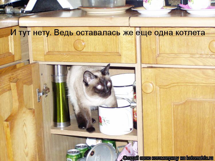 Котоматрица: И тут нету. Ведь оставалась же еще одна котлета
