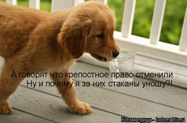Котоматрица: А говорят что крепостное право отменили...  Ну и почему я за них стаканы уношу?!