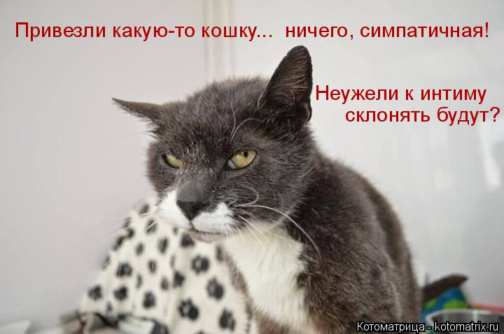 Котоматрица: Привезли какую-то кошку...  ничего, симпатичная! Неужели к интиму  склонять будут?