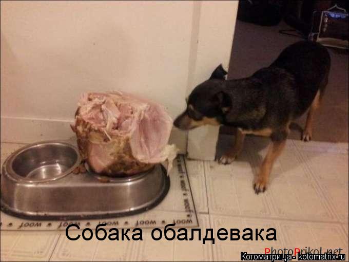 Собака обалдевака... Котоматрица: Собака обалдевака