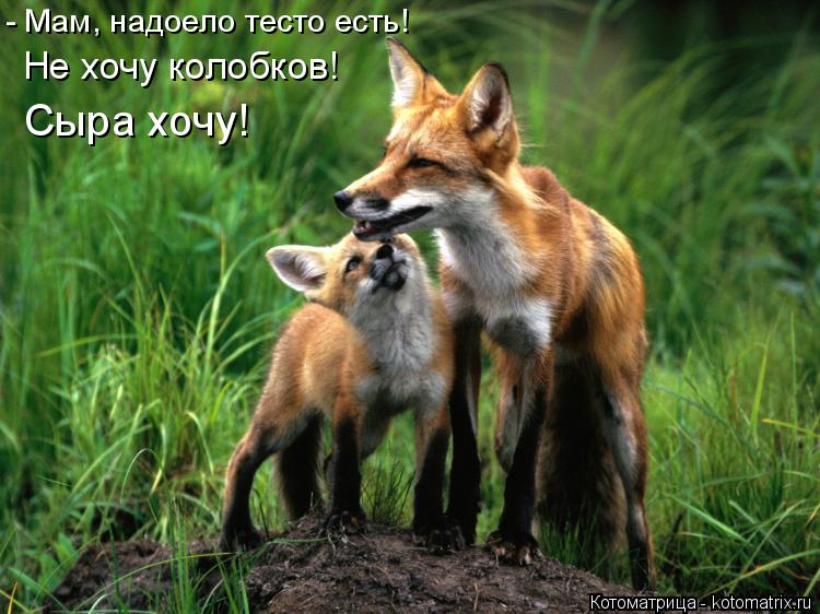 - Мам, надоело тесто есть! Не хочу колобков! Сыра хочу!... Котоматрица: - Мам, надоело тесто есть! Не хочу колобков! Сыра хочу!