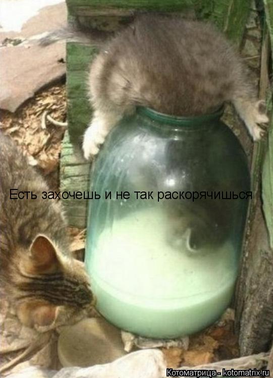 Есть захочешь и не так раскорячишься... Котоматрица: Есть захочешь и не так раскорячишься