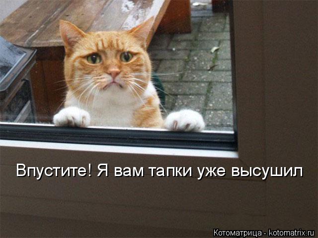 Впустите! Я вам тапки уже высушил... Котоматрица: Впустите! Я вам тапки уже высушил