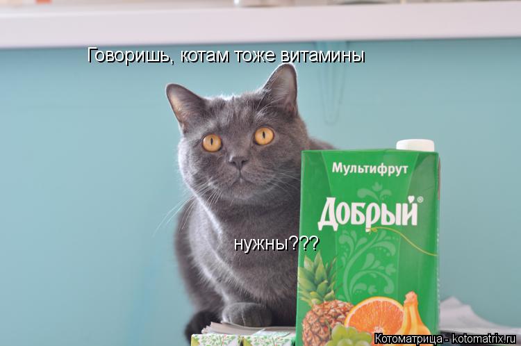 Котоматрица: нужны??? Говоришь, котам тоже витамины