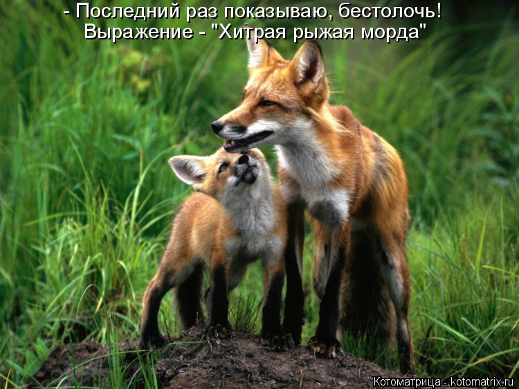 Котоматрица: - Последний раз показываю, бестолочь! Выражение - "Хитрая рыжая морда"