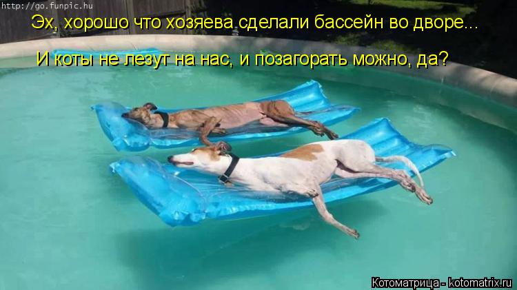 Эх, хорошо что хозяева сделали бассейн во дворе... И коты не лезут на нас, и позагорать можно, да? И ... Котоматрица: Эх, хорошо что хозяева сделали бассейн во дворе... И коты не лезут на нас, и позагорать можно, да? И коты не лезут на нас, и позагорать можно, да?