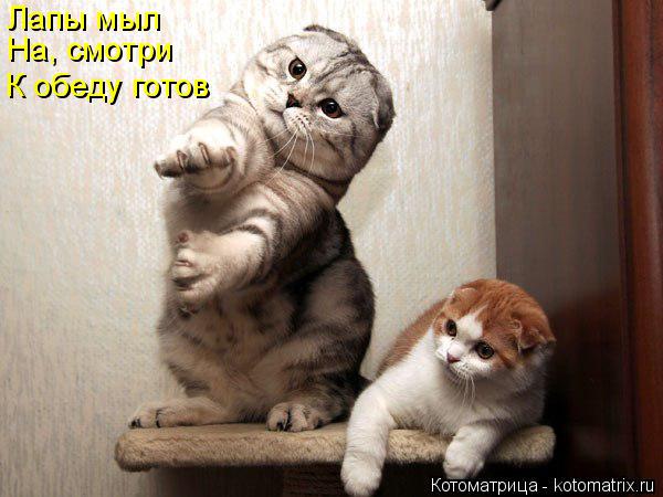 На, смотри К обеду готов Лапы мыл... Котоматрица: На, смотри К обеду готов Лапы мыл