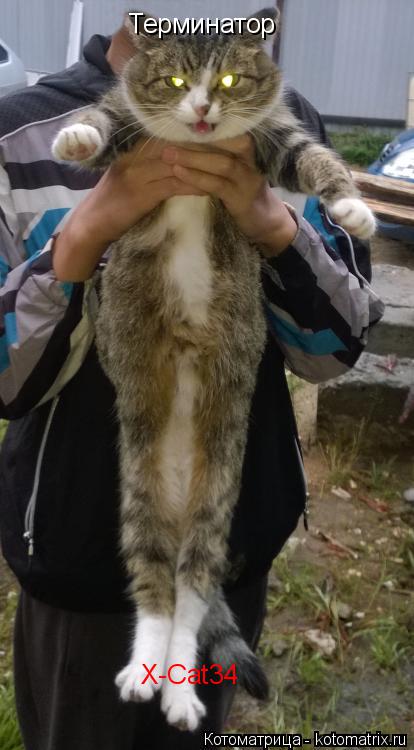 Котоматрица: Терминатор X-Cat34