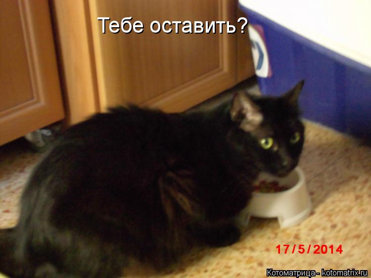 Котоматрица: Тебе оставить?