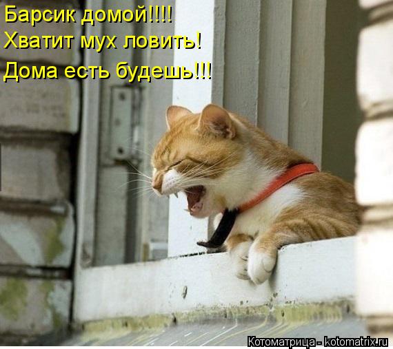 Котоматрица: Барсик домой!!!! Хватит мух ловить! Дома есть будешь!!!